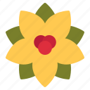 poinsettia, flower, decoration, rose, garden, blossom, floral, nature, plant