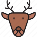 reindeer, deer, christmas, winter