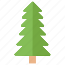 coniferous tree, fir tree, nature, pine tree, poplar tree