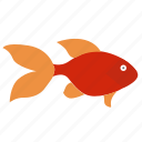 aquarium, decorative, fish, red
