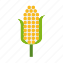 cob, corn, crop, food, vegetable