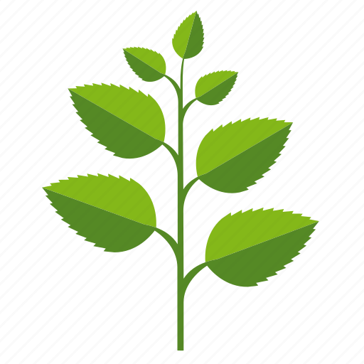 Food, herb, ingredients, leaves, mint, plant icon - Download on Iconfinder