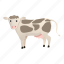 baby, cow, love, spotted 