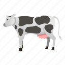 cow, face, food, nature, white 