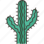 cactus, desert, succulent, plant, thorn 