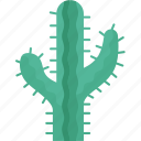 cactus, desert, succulent, plant, thorn