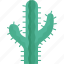 cactus, desert, succulent, plant, thorn 