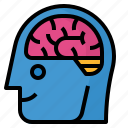 brain, idea, intelligence, neurology