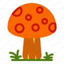 autumn, fall, mushroom, plant