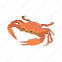 animal, blue rab, chesapeake blue crab, crab, crustacean, sea creature