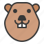 animal, bever, face, head, rodent, zoo 