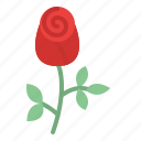 rose, love, dating, flower