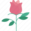 rose, flower, blossom, valentine, romantic