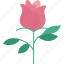 rose, flower, blossom, valentine, romantic 