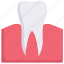 dental care, dentist, gum, health, molar, root, tooth 