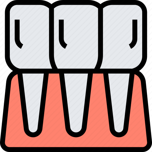 Incisor, teeth, anatomy, dental, health icon - Download on Iconfinder