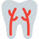 root, canal, medical, dentistry