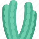 cactus, organ, pipe, desert, plant
