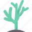cactus, pencil, shrub, arid, tropical 