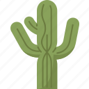 cactus, saguaro, desert, arid, vegetation