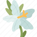 desert, lily, flower, blooming, tropical