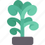 jade, plant, succulent, foliage, arid 