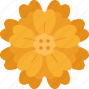 marigold, desert, wildflower, vegetation, plant