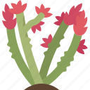 ocotillo, shrub, plant, desert, botany