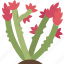 ocotillo, shrub, plant, desert, botany 