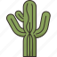 cactus, saguaro, desert, arid, vegetation 