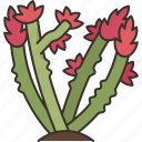 ocotillo, shrub, plant, desert, botany
