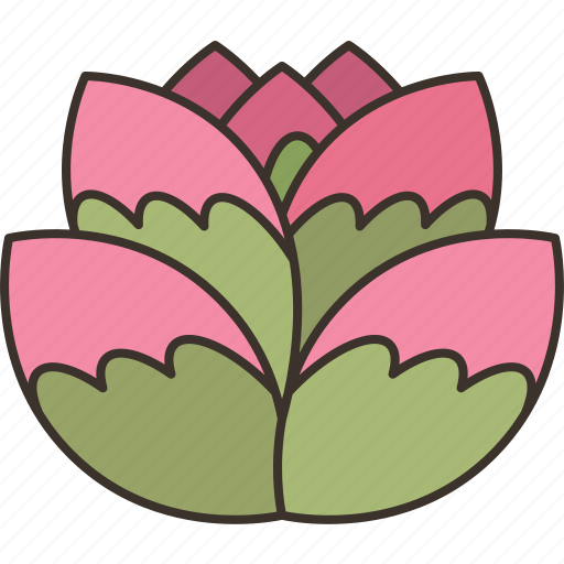 Pancake, paddle, plant, succulent, desert icon - Download on Iconfinder