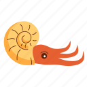 ammonite, prehistoric, shell, sea