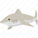 shark, marine, underwater, animal, dangerous