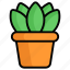 plant, plant pot, nature, green, leaf, flower, garden 