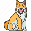 chiba, agita, dog, japanese, breed