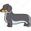 dachshund, short, legged, german, dog 