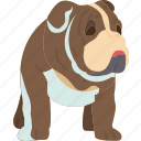 bulldog, winkled, face, protective, pet