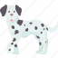dalmatian, spotted, dog, hunting, hound 
