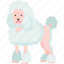 poodle, dog, fluffy, hair, energetic