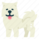 samoyed, dog, pet, animals, breeds