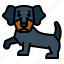 dachshund, dog, pet, animals, breeds 