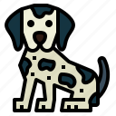 dalmatian, dog, pet, animals, breeds 