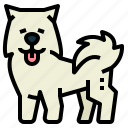 samoyed, dog, pet, animals, breeds