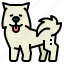 samoyed, dog, pet, animals, breeds 