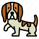 basset, hound, dog, pet, animals, breeds 