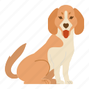 beagle, dog, puppy, breed, pet, animal, doggy, dog breeds, paw