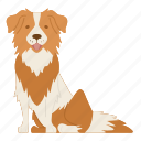 collie, border collie, dog, puppy, breed, pet, doggy, dog breeds, paw
