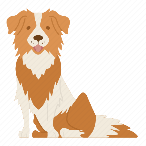 Collie, border collie, dog, puppy, breed, pet, doggy icon - Download on Iconfinder