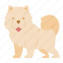 chow chow, dog, puppy, breed, pet, doggy, dog breeds, paw, national dog day